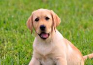 拉布拉多太粘人怎么辦（走哪跟哪）